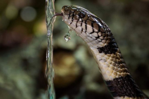 Pierścień wodny cobra: spisek przede wszystkim!